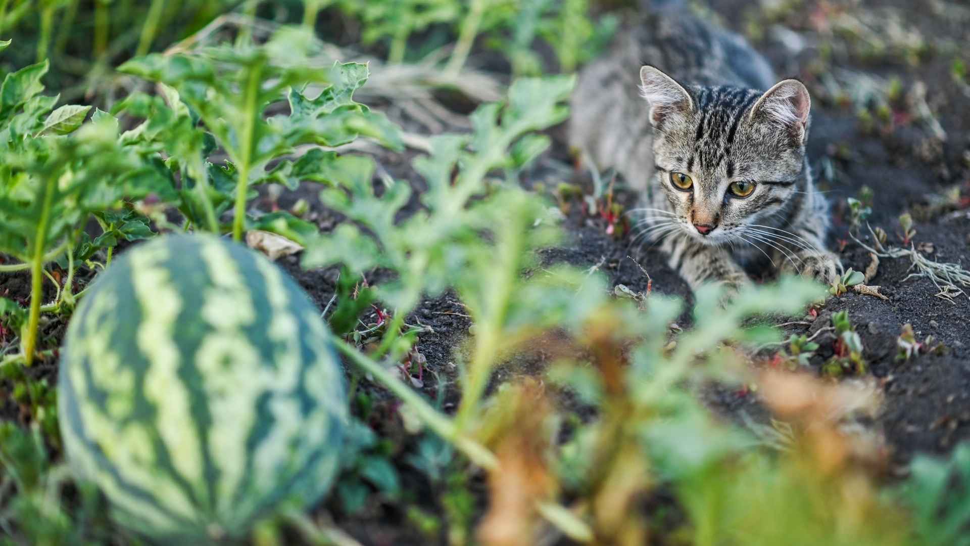 sandia para gatos